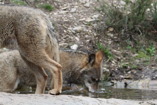 Beautiful iberian wolves in the mount playing in herd preparing the Hunt