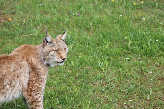 beautiful big cat lynx wild freedom fear danger extinction