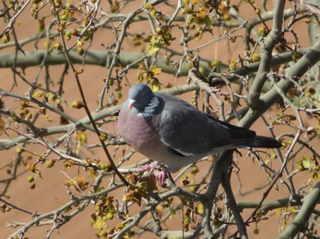 beautiful bird pigeon looking for flight animal food