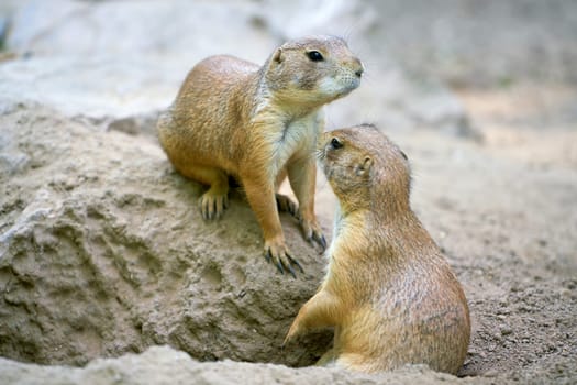 two black-tailed prairie dogs (Cynomys ludovicianus) in front of the entrance of their den in the wild