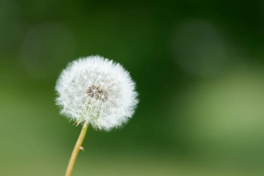 Dandelion (Taraxacum sect. Ruderalia) on a meadow in summer with green background