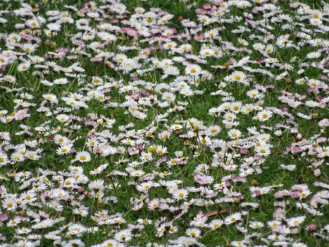 beautiful mantle of flowers spring chlorine joy nature