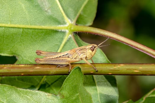 Colorful grasshopper sits on a leaf against a blurred background