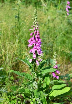 digialis