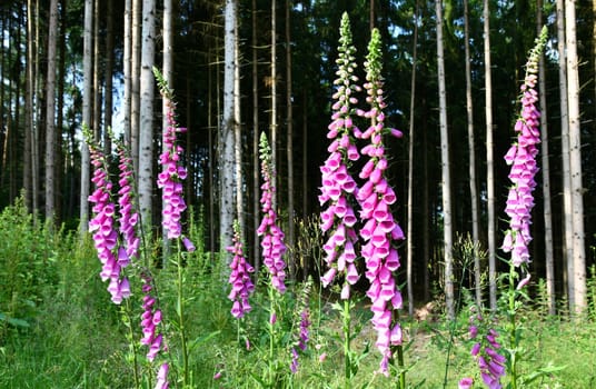 digialis