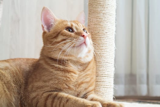 Red and white cat and scratching post closeup