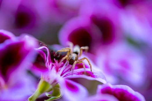 A close up of a spider sitting on a colorful flower