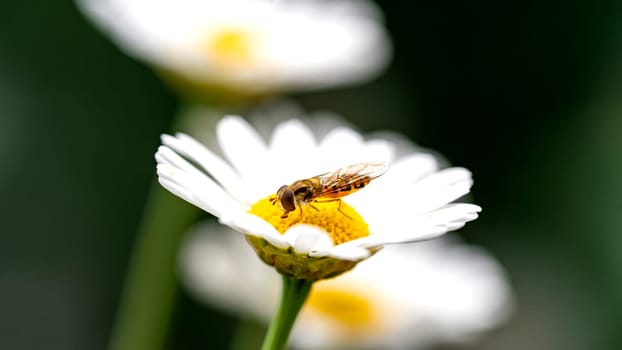 A bee sitting on a yellow and white flower collecting pollen