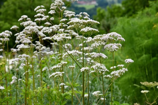 valeriana officinalis