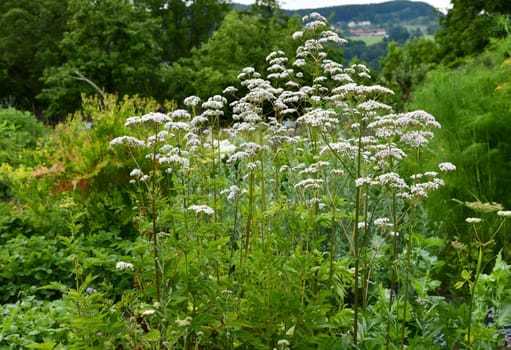 valeriana officinalis