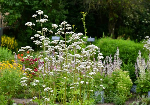 valeriana officinalis