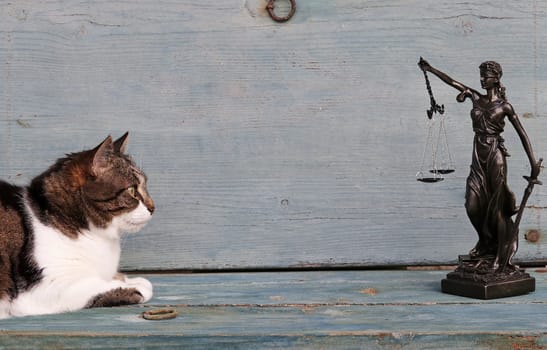 The rights of animals. A cat and a Justitia figure on a wooden background