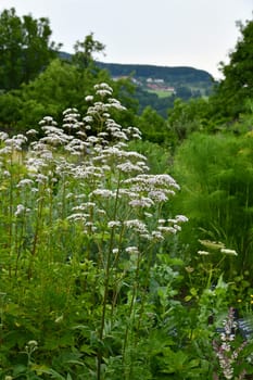 valeriana officinalis