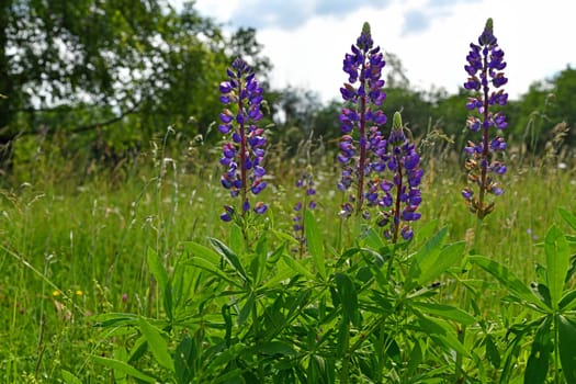 Lupinus