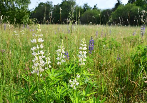 Lupinus