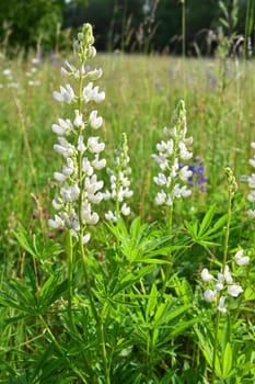 Lupinus