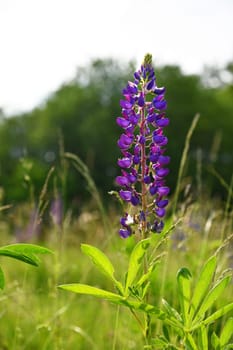 Lupinus
