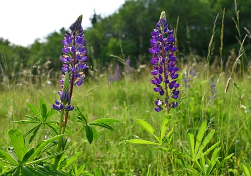 Lupinus