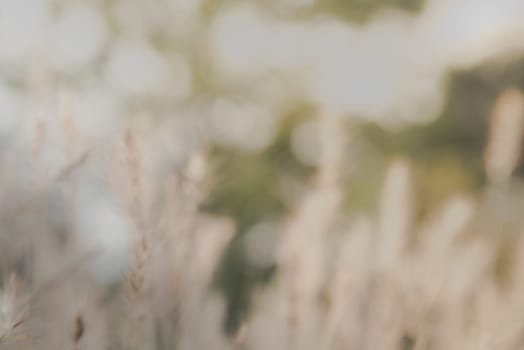 vintage blurry background. dew drop bokeh on backdrop.