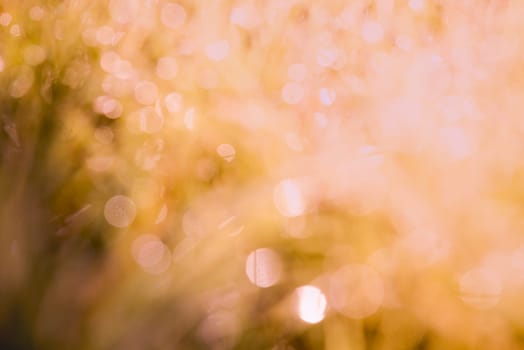vintage blurry background. dew drop bokeh on backdrop.