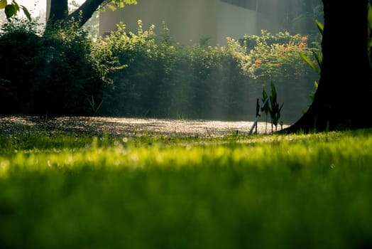 Grass Background : Abstract natural background green grass with a beautiful Bokeh. Dew in an early morning on the top of the grasses.