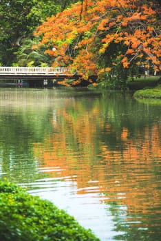 Reflection of tree blooming with orange flower in the water.