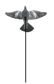 Pigeon decoy with open wings over pole. Pigeons hunting equipment. Isolated over white