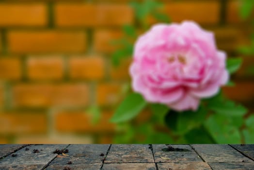 Blurry background on a concrete  floor.the wall Wallpaper Flower On the floor concrete  board parquetry Concept art Design Ideas For interior residential buildings or in the garden.