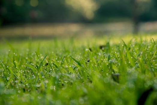 Grass Background : Abstract natural background green grass with a beautiful Bokeh. Dew in an early morning on the top of the grasses.