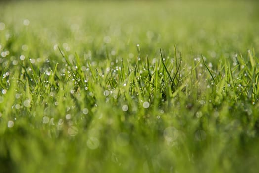 Grass Background : Abstract natural background green grass with a beautiful Bokeh. Dew in an early morning on the top of the grasses.