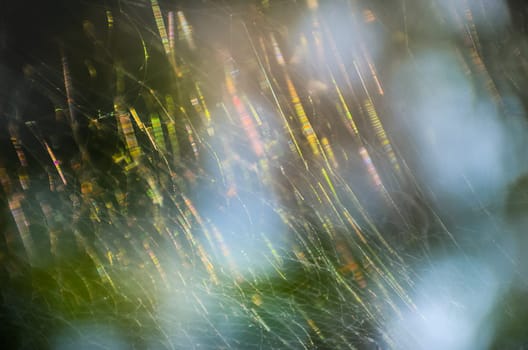 the art of web from spider with the sunlight