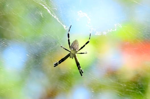 web and spider on a colorful sky. the art of web from spider with the sunlight.