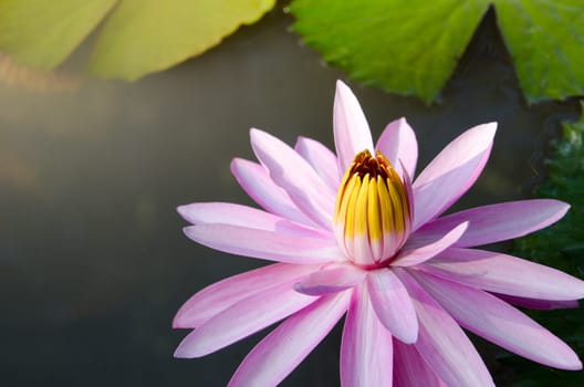Close up Purple Lotus. Violet water lily and green lotus leaf.
