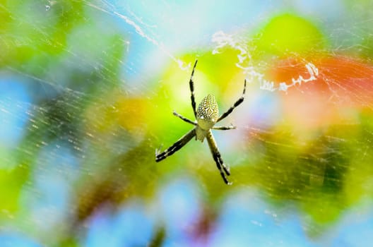 web and spider on a colorful sky. the art of web from spider with the sunlight.