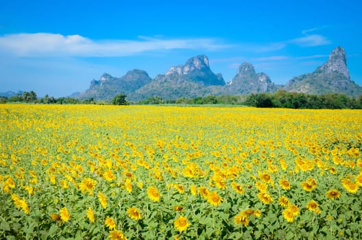 Summer background, bright yellow sunflower over blue sky