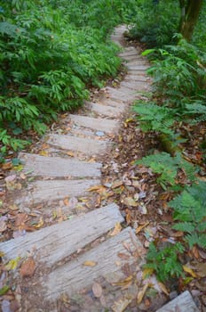 pathway to the wood
