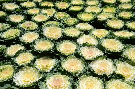 field of flowering cabbages