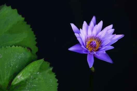 Violet lotus water lilly in a pond