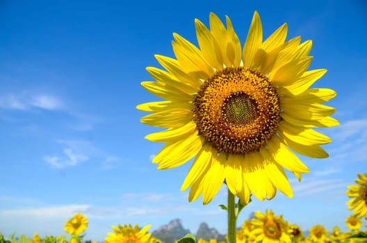 Summer background, bright yellow sunflower over blue sky