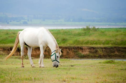 Horse on pasture on a daylight with a blue sky