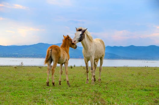 Horse on pasture on a daylight with a blue sky