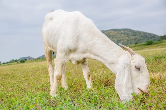 White goat on a green pasture