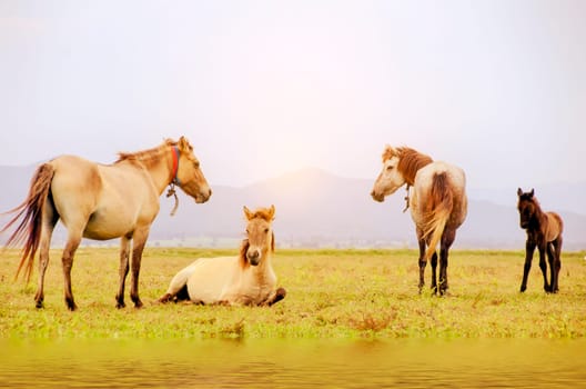 Horse eating grass on a green meadow