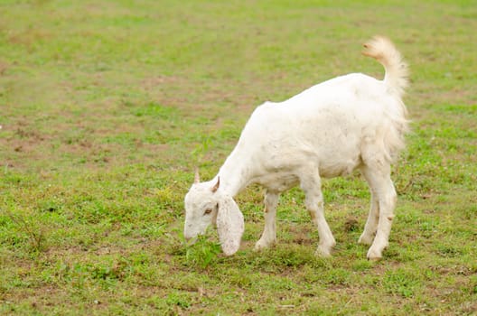 white goat on a pasture. eating grass on a daylight.