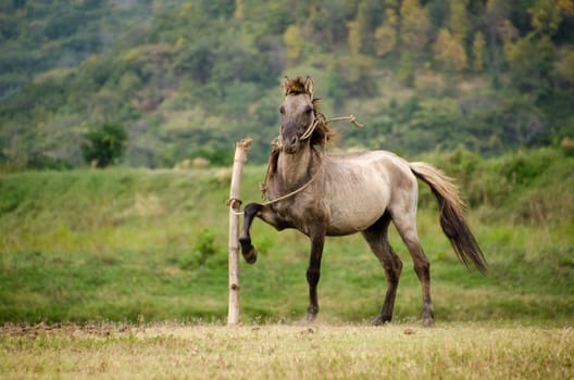 Horse on a pasture in a farm