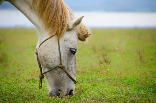 Horse on pasture on a daylight with a blue sky