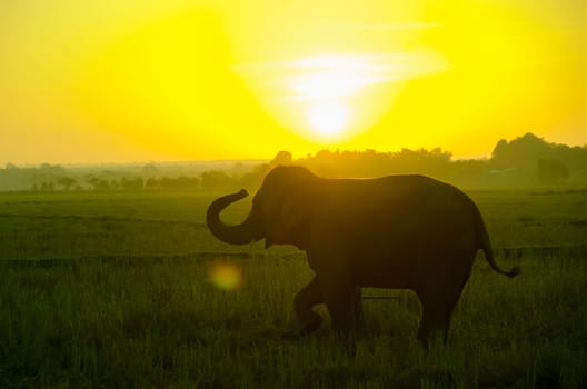an elephant standing on a rice field in the morning. Elephant village in the north east of Thailand, beautiful relation between man and elephant.