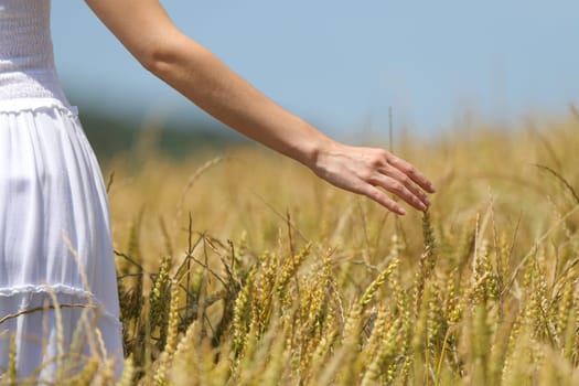 Woman hand touching wheat in a field