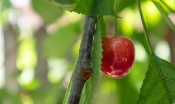 Ripe red and sweet cherry berries hanging from a tree branch before harvest in early summer. A tree with delicious and juicy dark red bird cherry fruits hanging from a tree branch