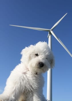 White dog with wind turbine in the background over deep blue sky